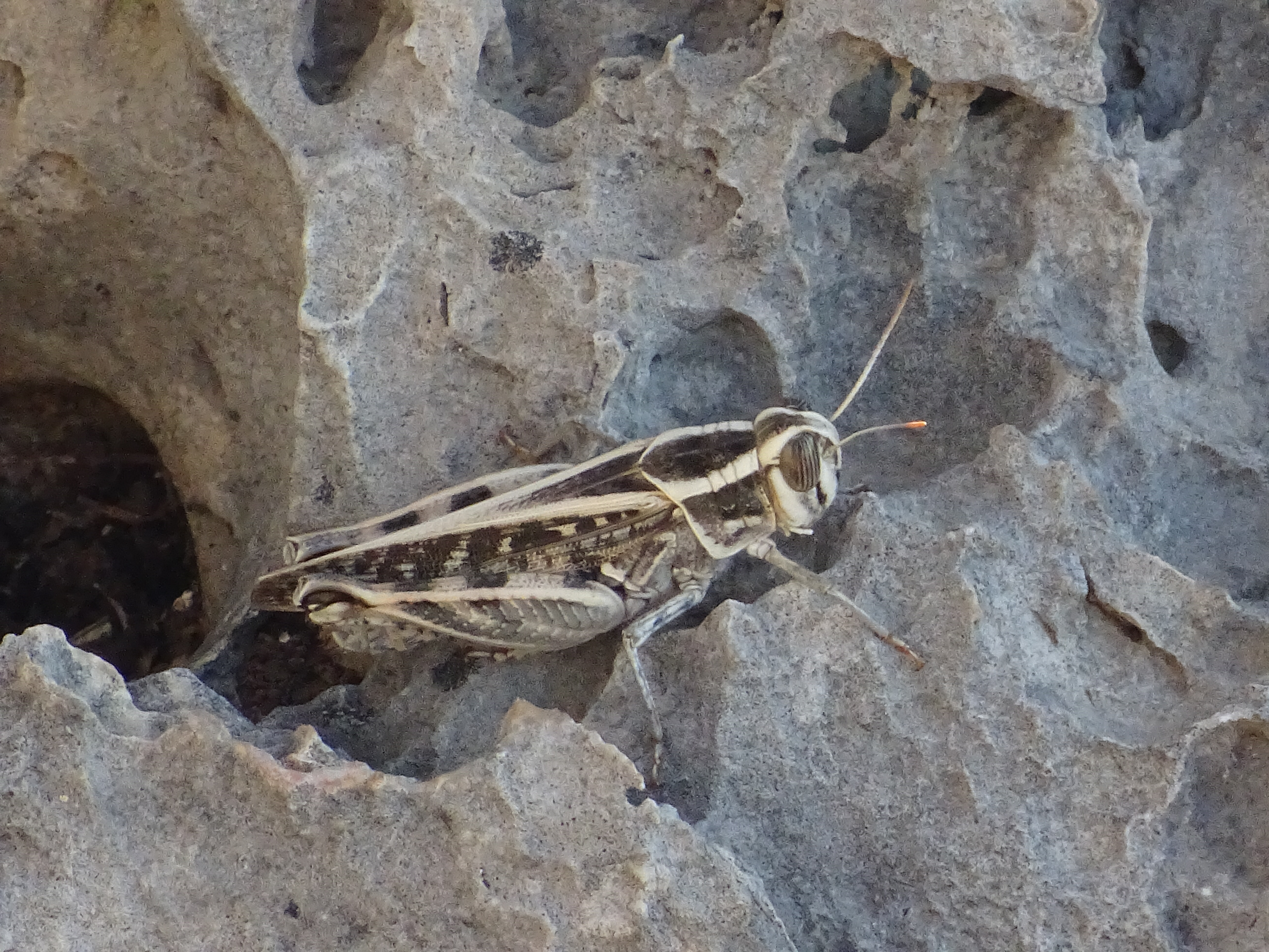 Cricket in Messinia.JPG